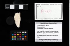 Foto (Objekt + Etikett) von Decapoda indet.  (NHMW-GEO-2014-0194-0160)